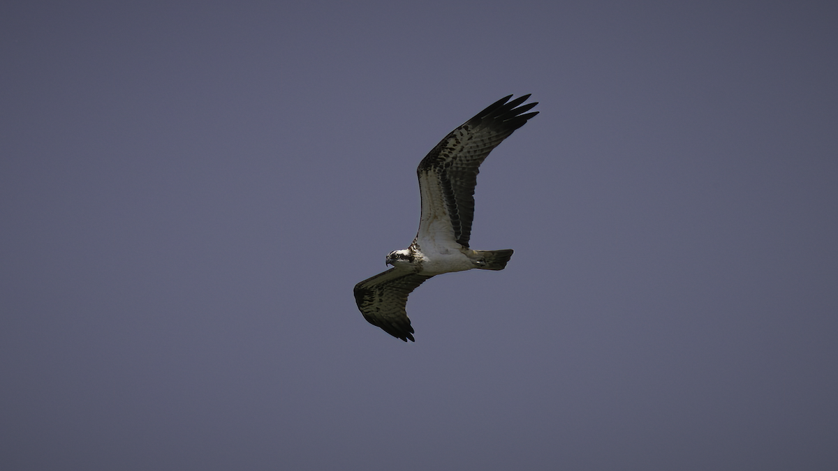 Osprey (haliaetus) - ML461142281