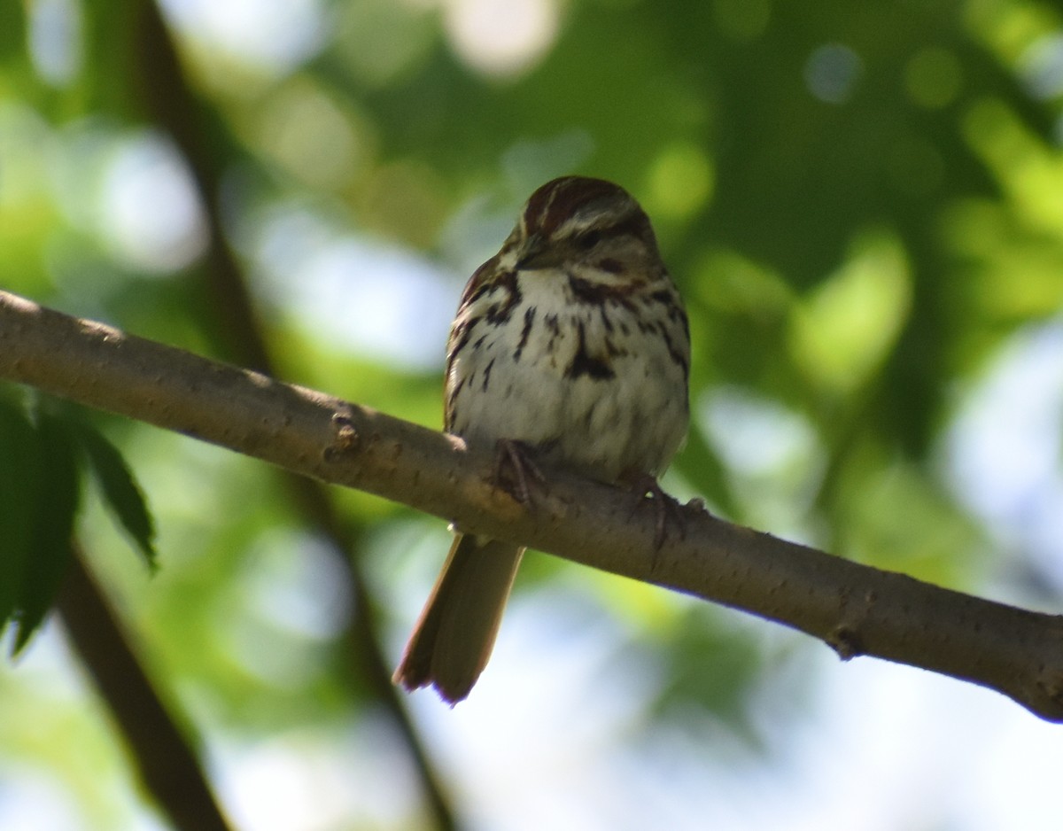 Song Sparrow - ML461142731