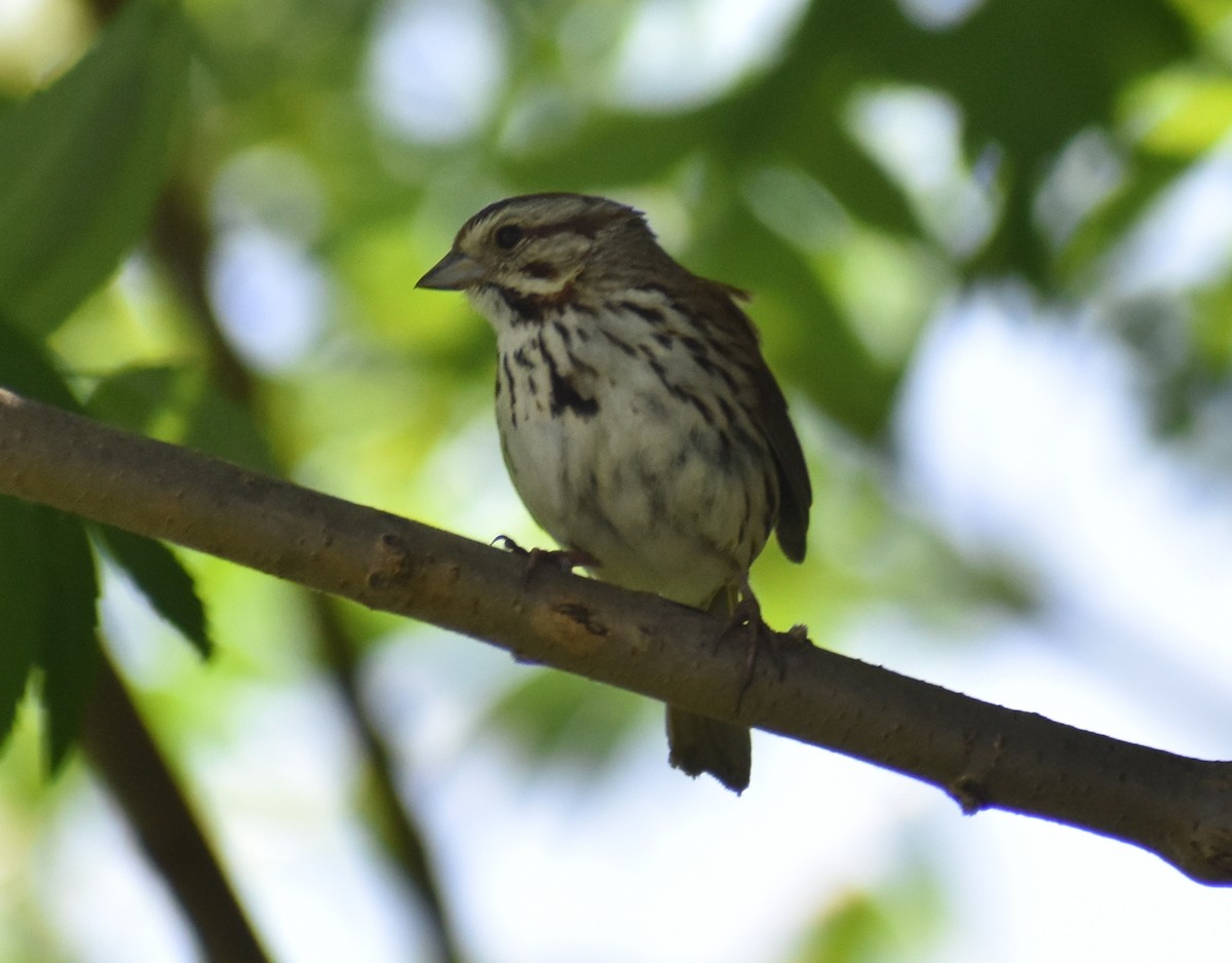 Song Sparrow - ML461142741