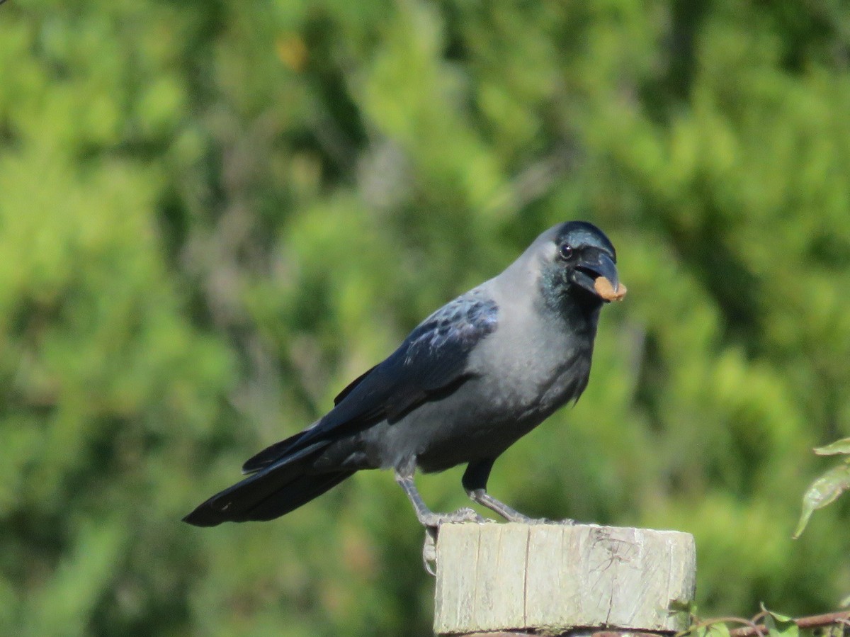 House Crow - ML461142981