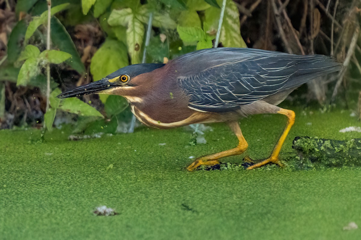 Green Heron - Jhoneil Centeno