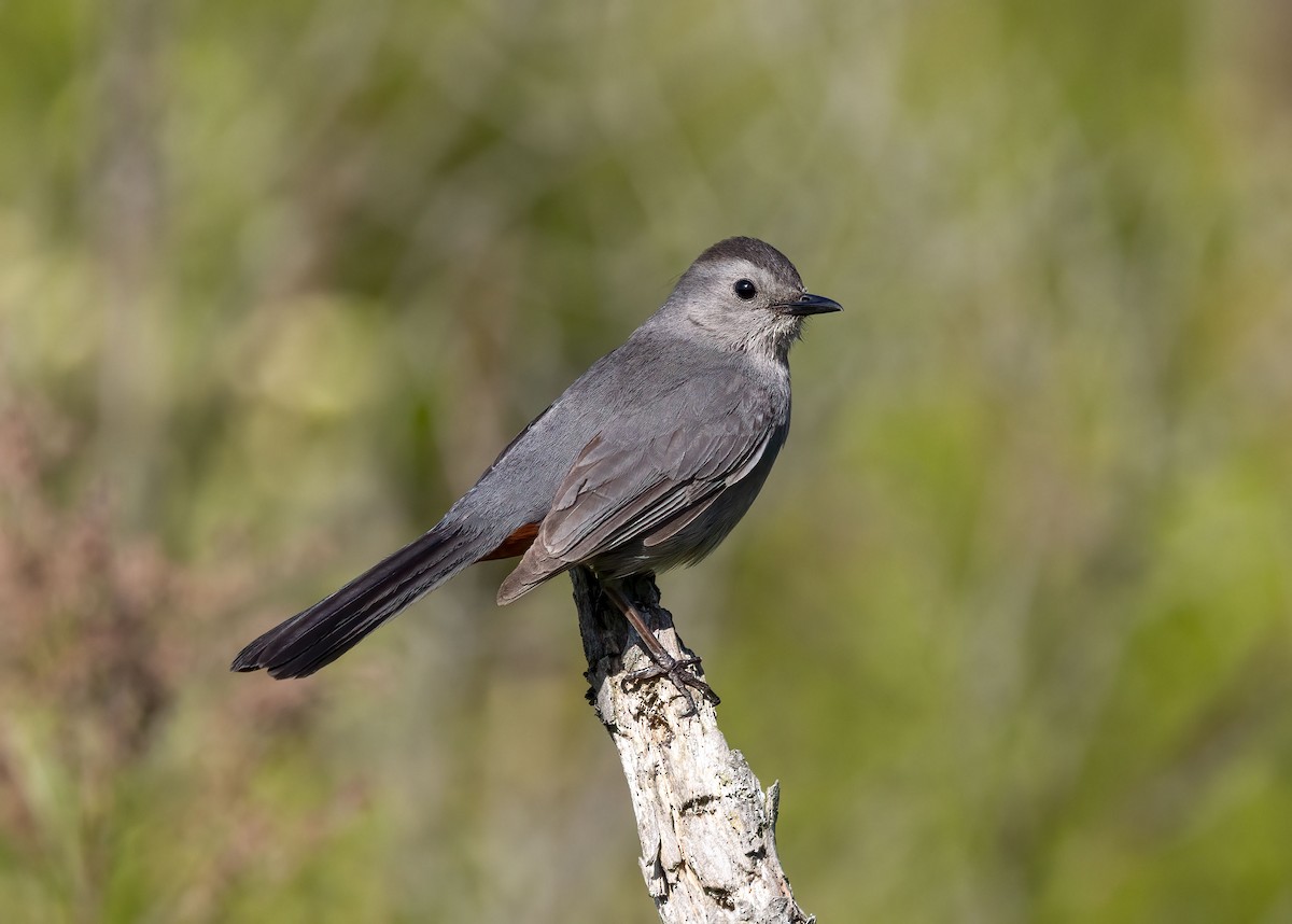 Gray Catbird - Suzanne Labbé