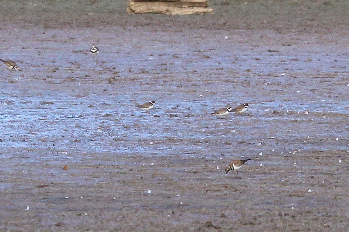 Semipalmated Plover - ML461144891