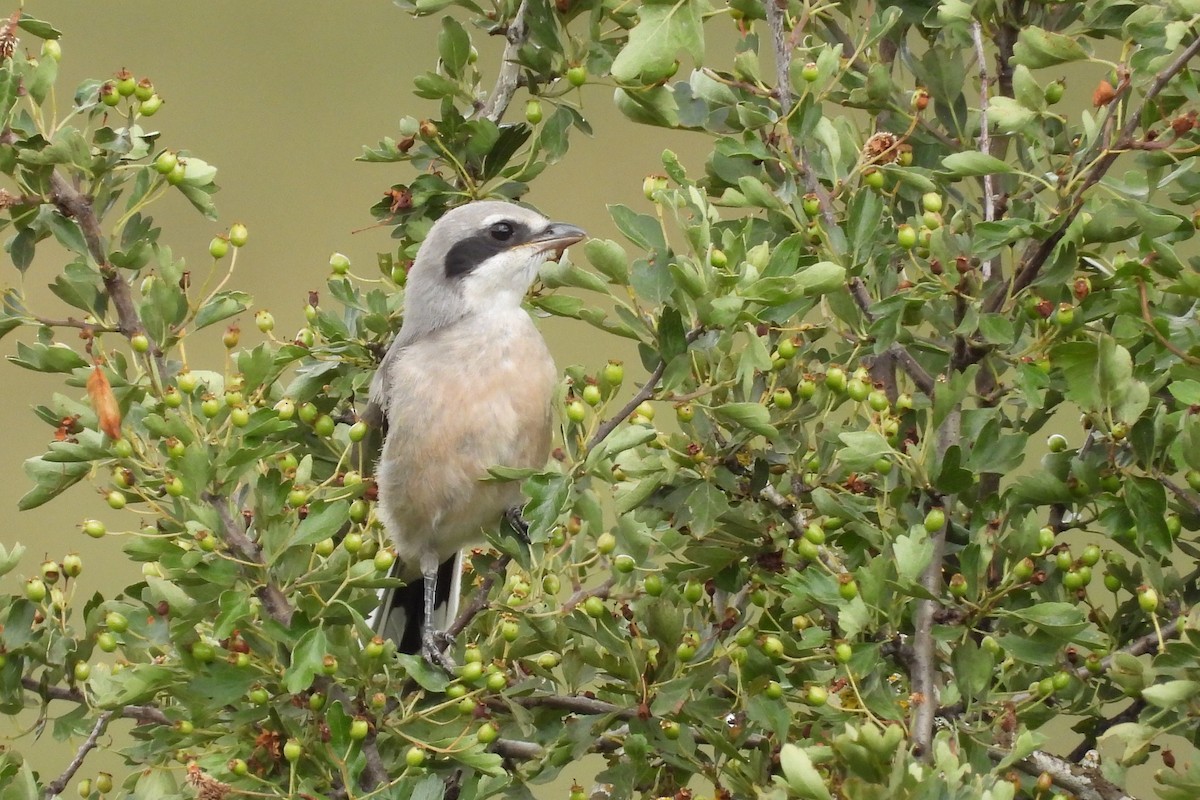 Iberian Gray Shrike - ML461147591