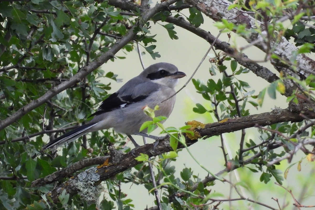 Iberian Gray Shrike - ML461147601