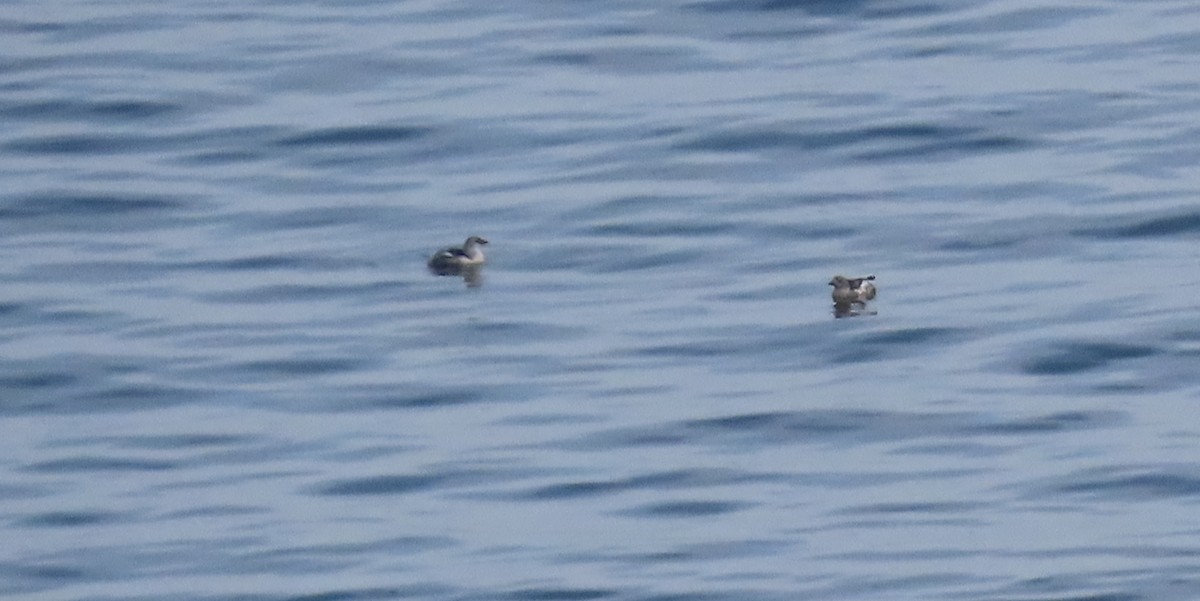 Black Guillemot - ML461148171