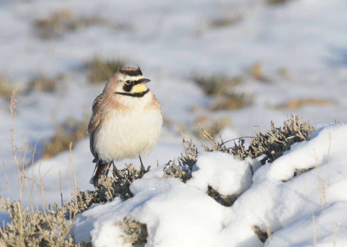 Horned Lark - ML461148841