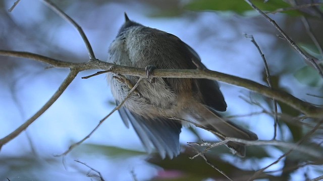 Mésange à dos marron - ML461149241