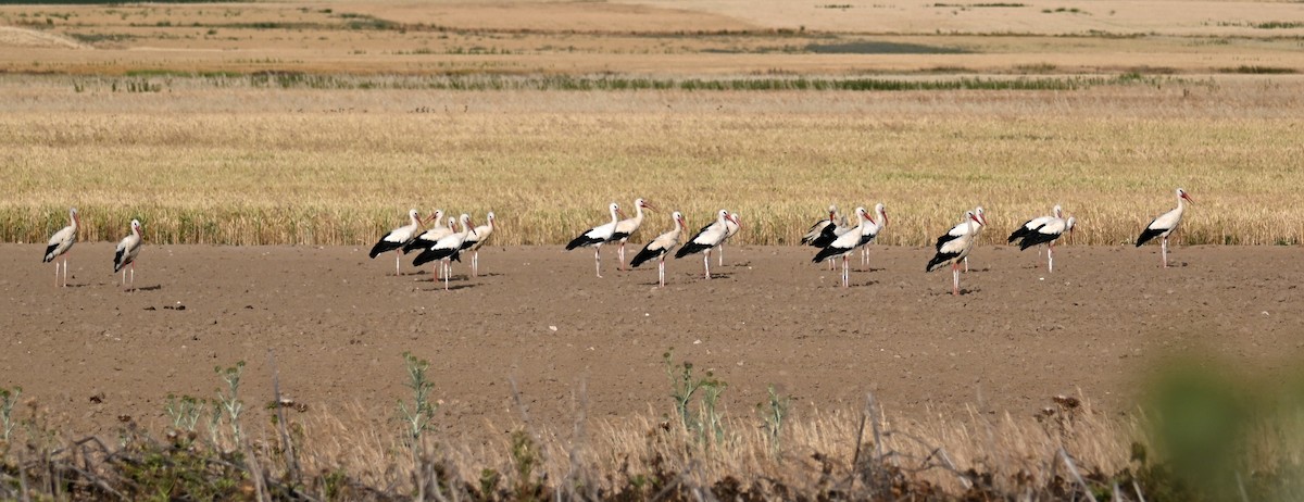 White Stork - ML461149901