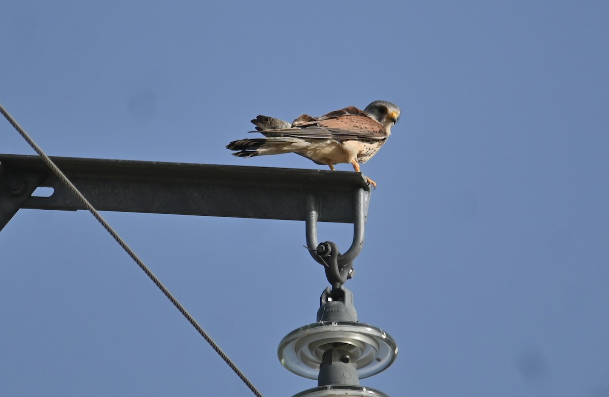 Начин шонхор - ML461150141