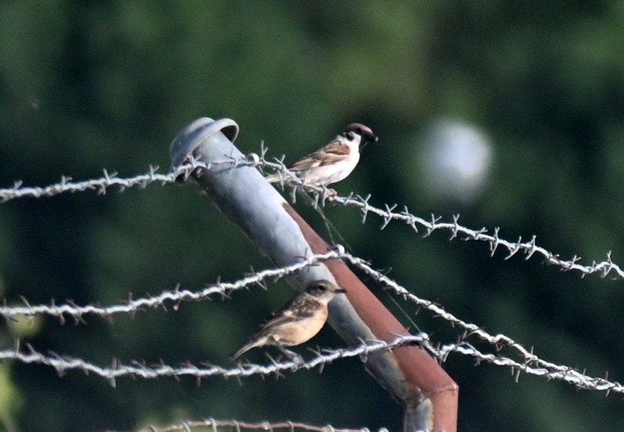 Хээрийн бор шувуу - ML461150241