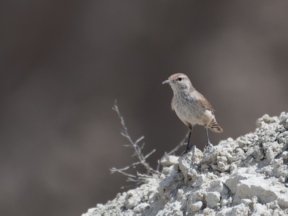 Rock Wren - ML461152031