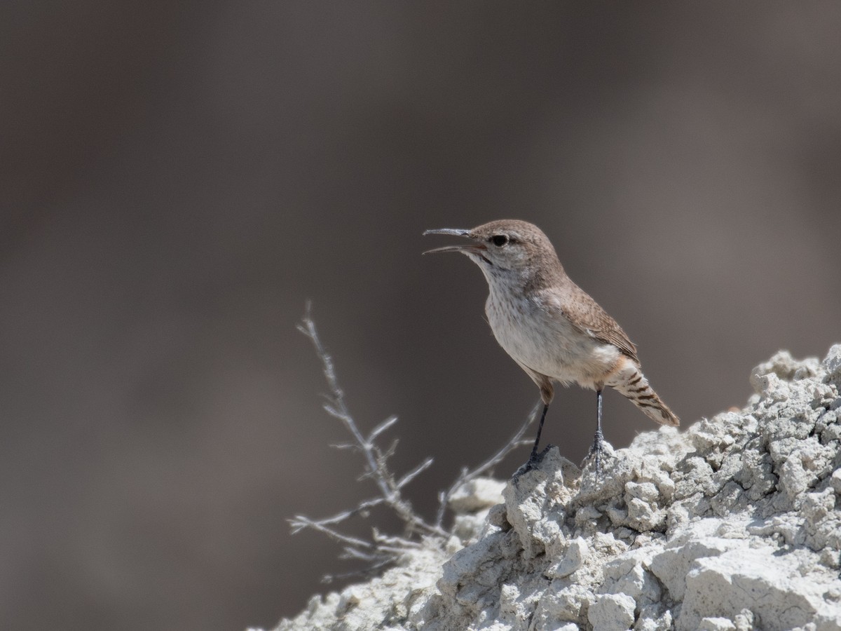 Rock Wren - T I