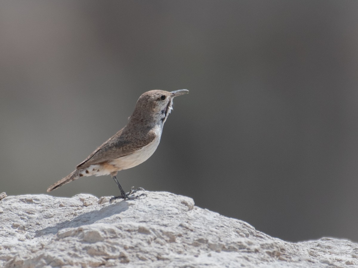 Rock Wren - ML461152131