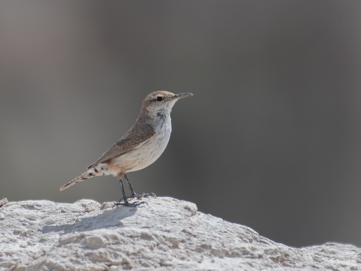 Rock Wren - ML461152181