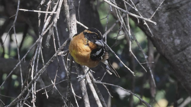 Black-headed Grosbeak - ML461152551