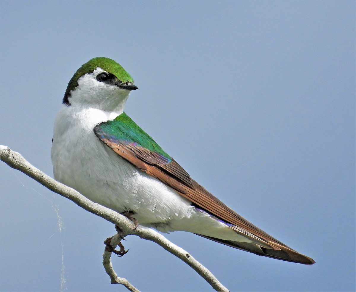 Violet-green Swallow - ML461152781