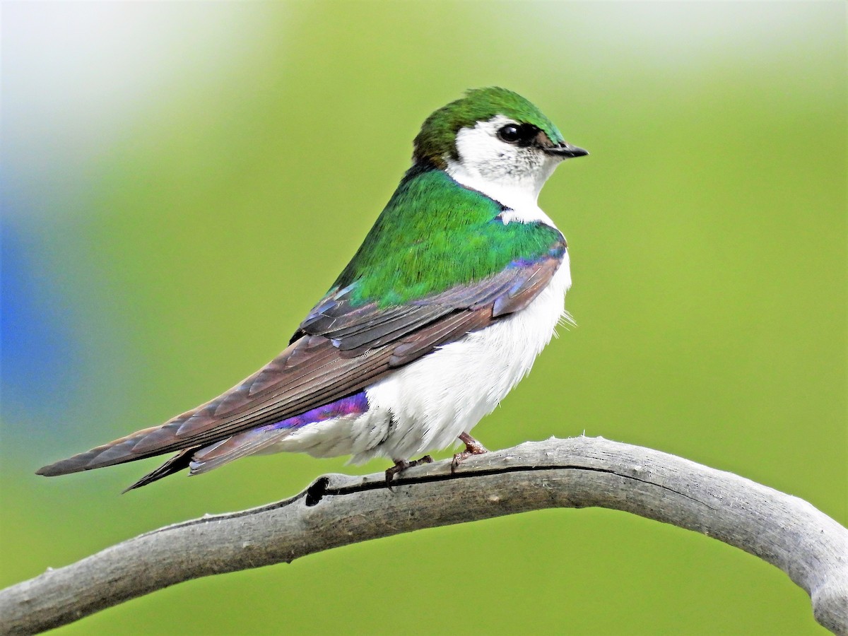 Violet-green Swallow - ML461152861