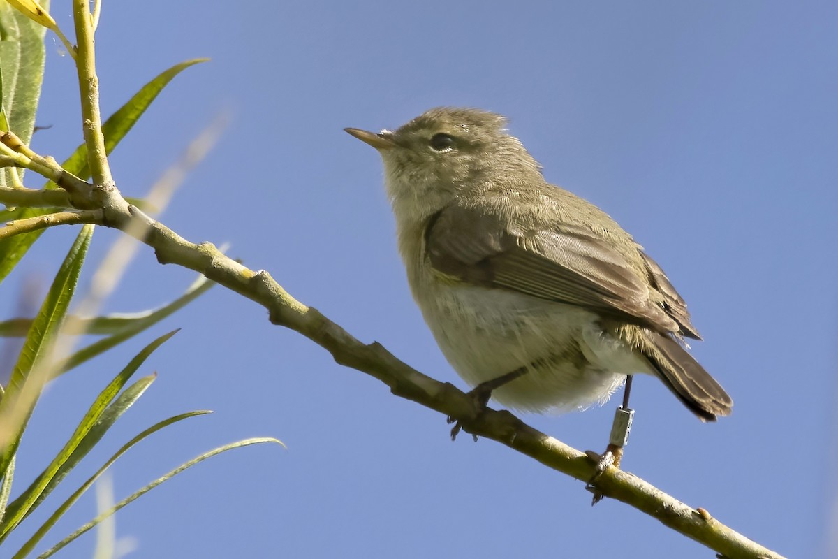 Common Chiffchaff - ML461155421