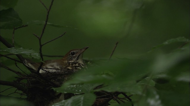 Wood Thrush - ML461156