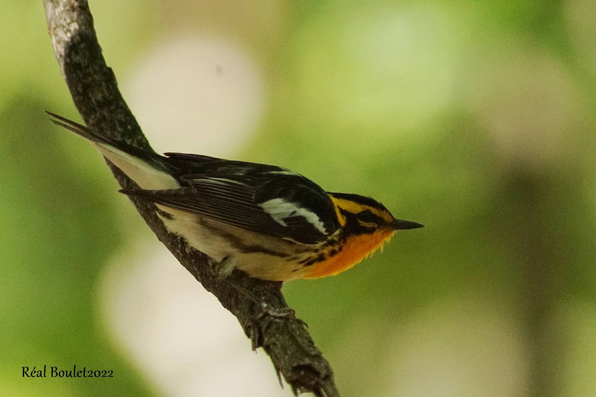 Blackburnian Warbler - ML461156301