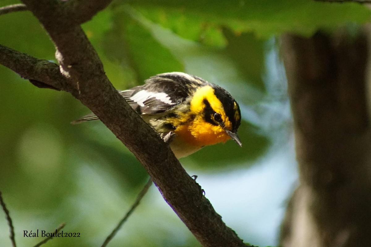 Blackburnian Warbler - ML461156311