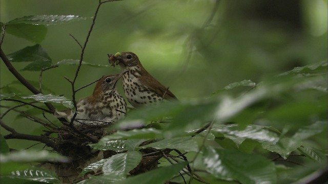 Wood Thrush - ML461157