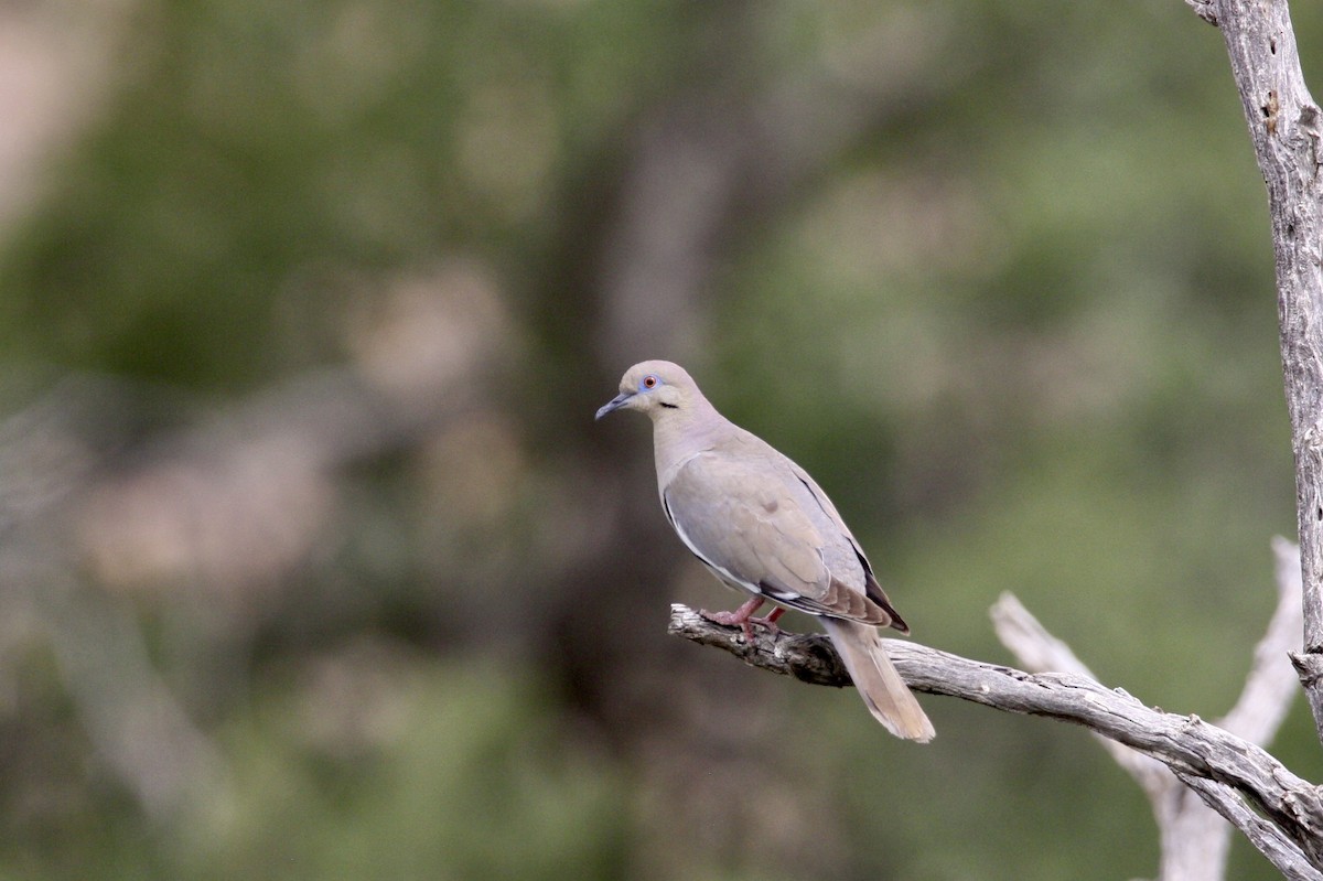 White-winged Dove - ML461157031