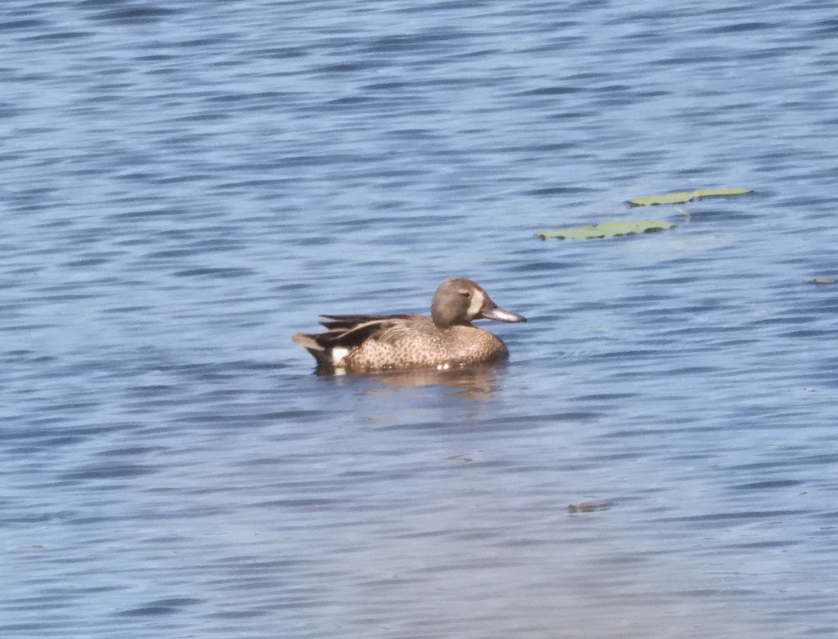 Blue-winged Teal - ML461157531