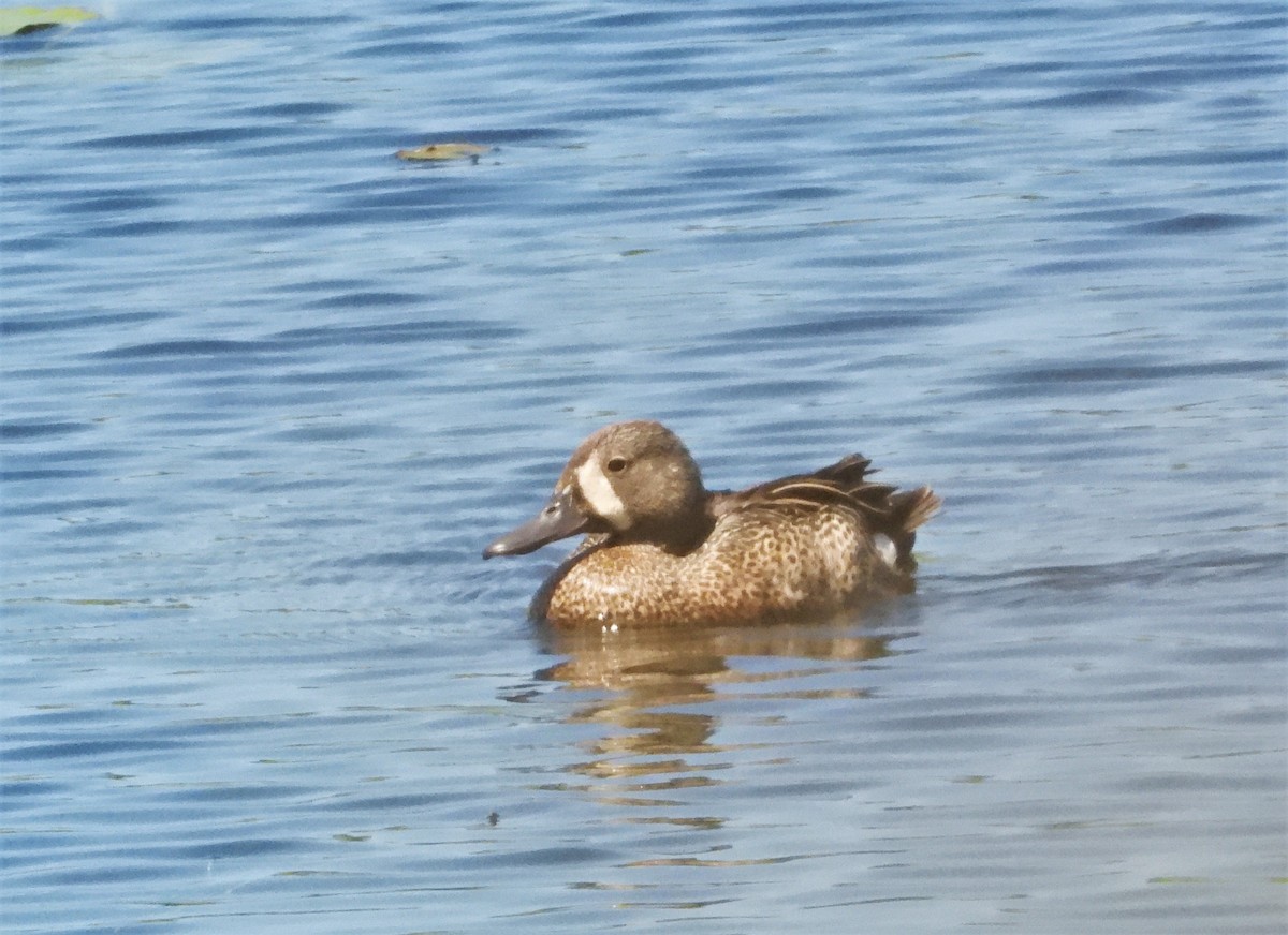 Blue-winged Teal - ML461157621
