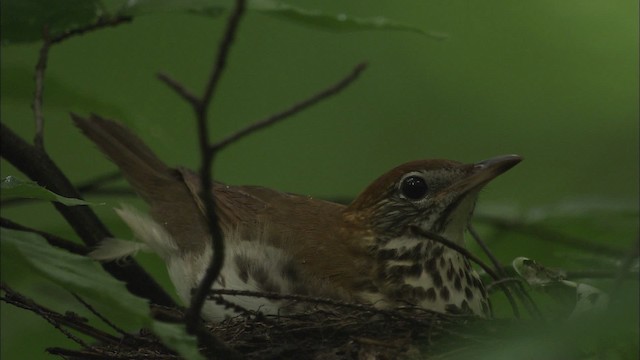 Wood Thrush - ML461158