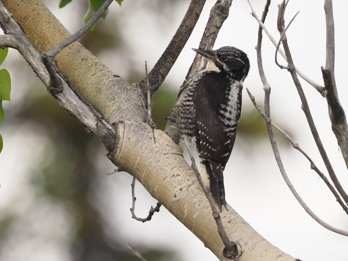American Three-toed Woodpecker - Richard Kaskan
