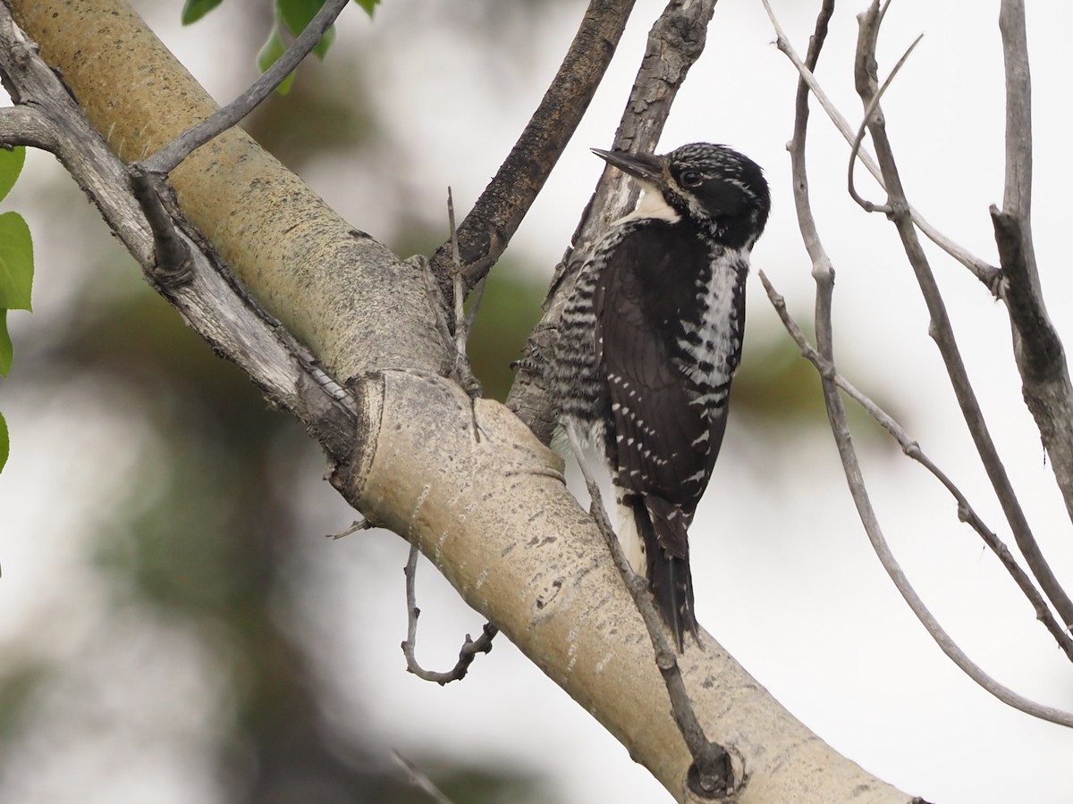 American Three-toed Woodpecker - ML461158341