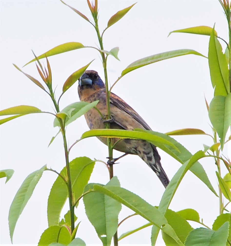 Blue Grosbeak - ML461158711