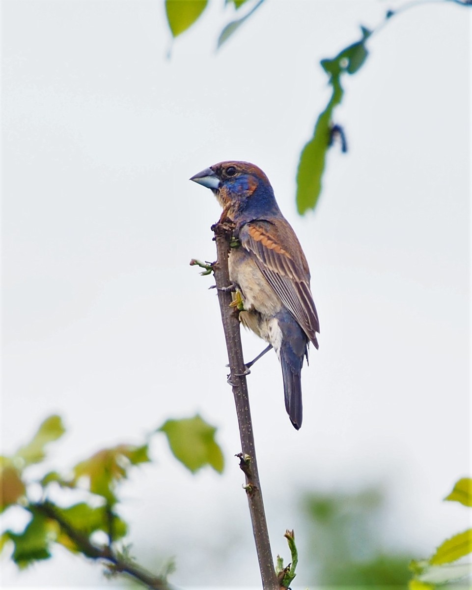 Blue Grosbeak - ML461158761