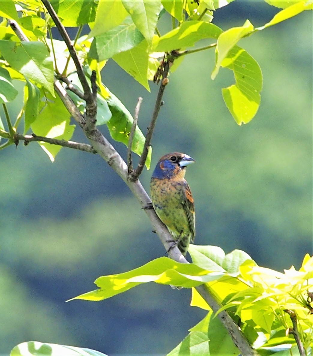 Blue Grosbeak - ML461158771