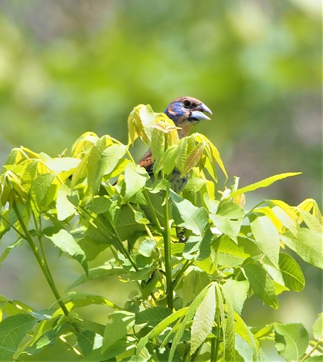 Blue Grosbeak - ML461158791