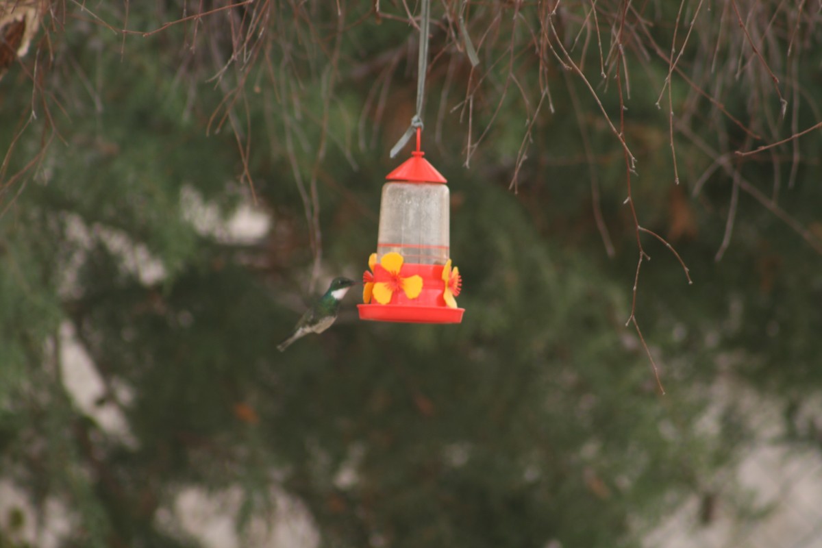 White-throated Hummingbird - ML461158951