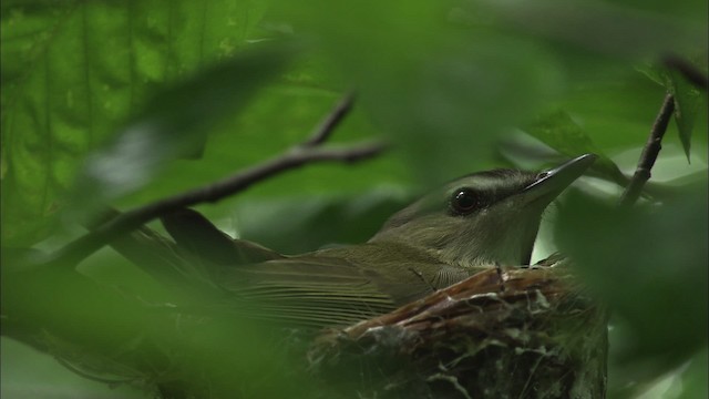 Red-eyed Vireo - ML461159