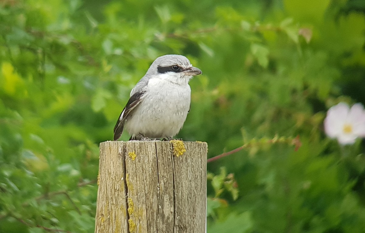 eBird Checklist - 26 May 2019 - Ouse Fen RSPB Reserve--West of the ...