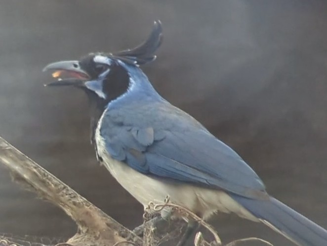 Black-throated Magpie-Jay - ML461159391