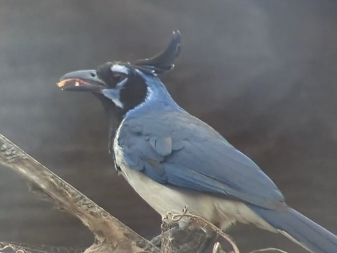 Black-throated Magpie-Jay - ML461159421