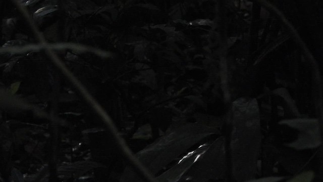 Kara Yüzlü Karıncakuşu - ML461159601
