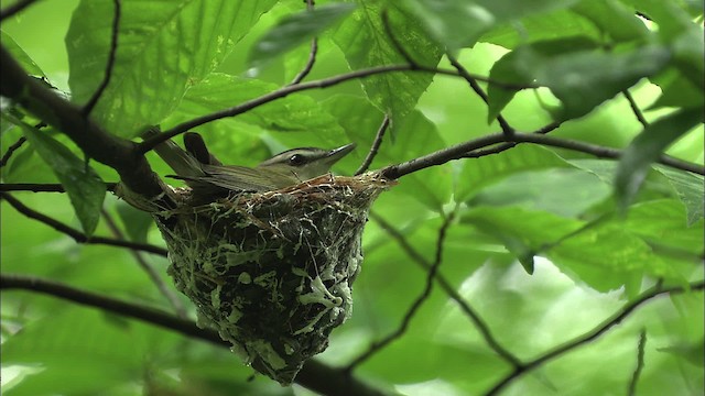 Red-eyed Vireo - ML461160