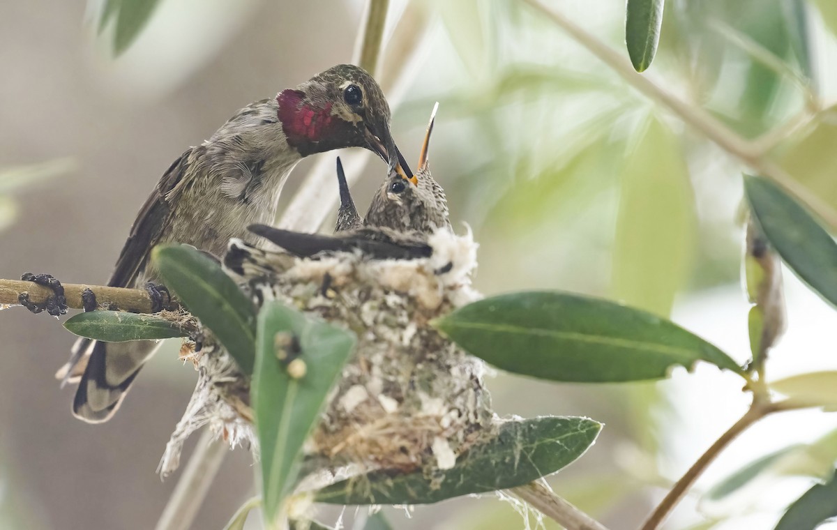 Anna's Hummingbird - ML461160091