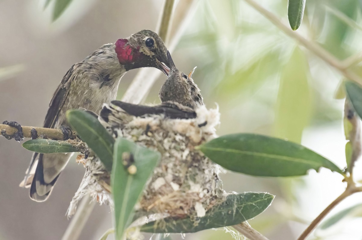 Anna's Hummingbird - Marky Mutchler