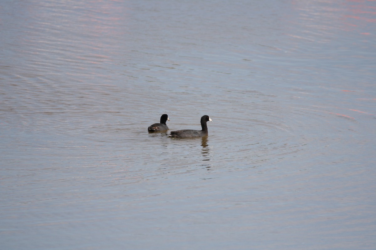 American Coot - Camden Bruner