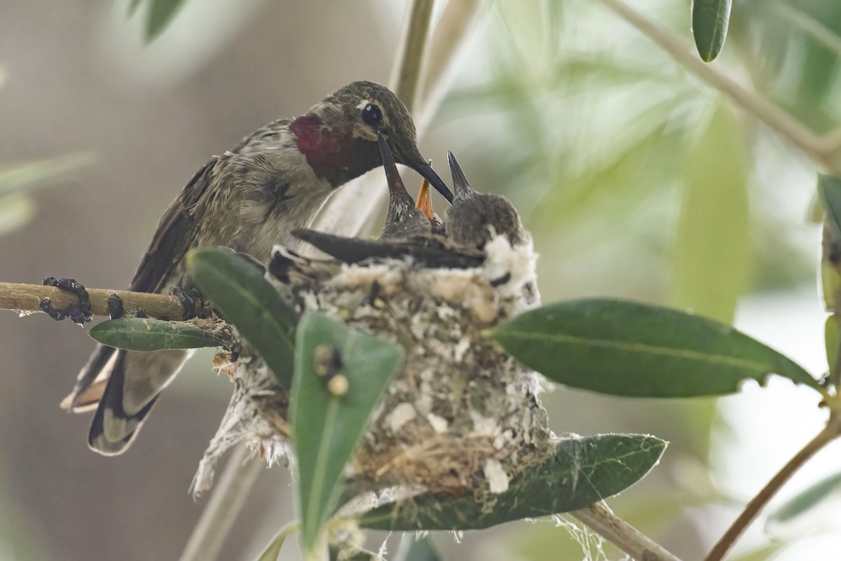 Anna's Hummingbird - ML461160231