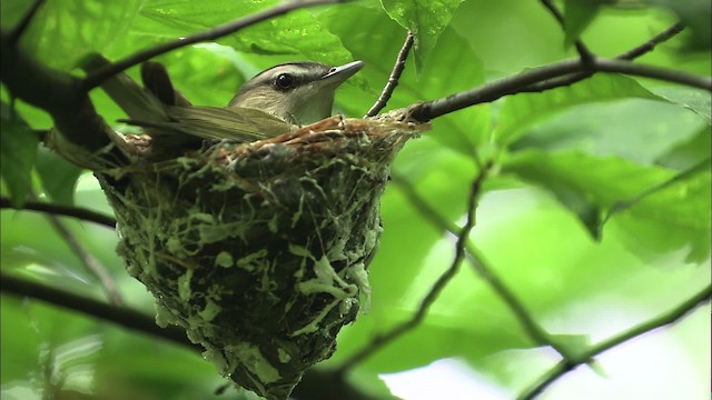 Red-eyed Vireo - ML461161