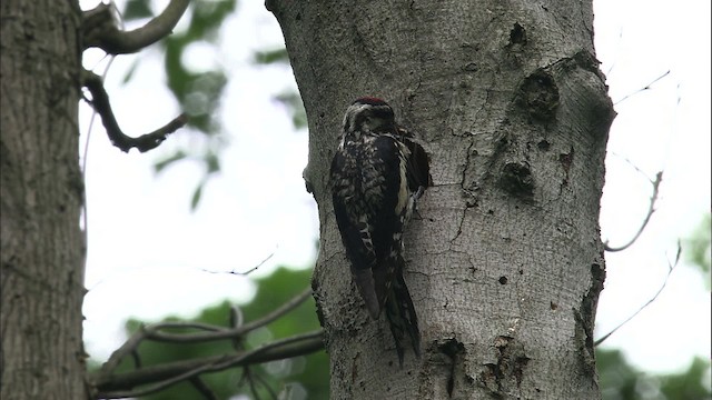 Yellow-bellied Sapsucker - ML461164